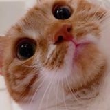 ぬこぬこさん
