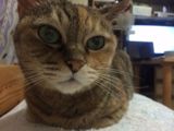 もっき