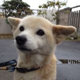 かおり