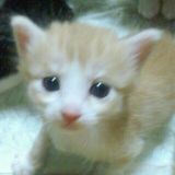 黒猫