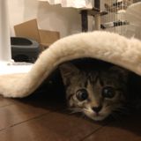 あや