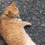 シーさん