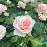 ぽぬ