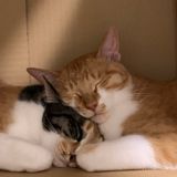 だらお