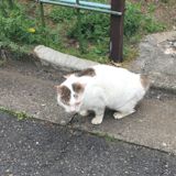 きこ
