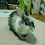 真央ちゃん