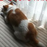 ヒロ