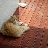 ろろろパンダ