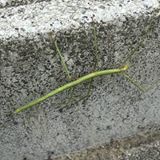 sasuken