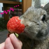 よつしい