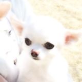 えり