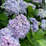 purpleno