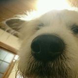 ちび