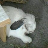 もふもふ