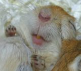 めめちゃん