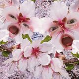 ま