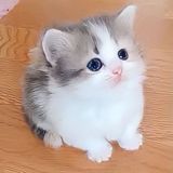 chiyu