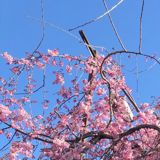 もなか