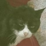 なすの人