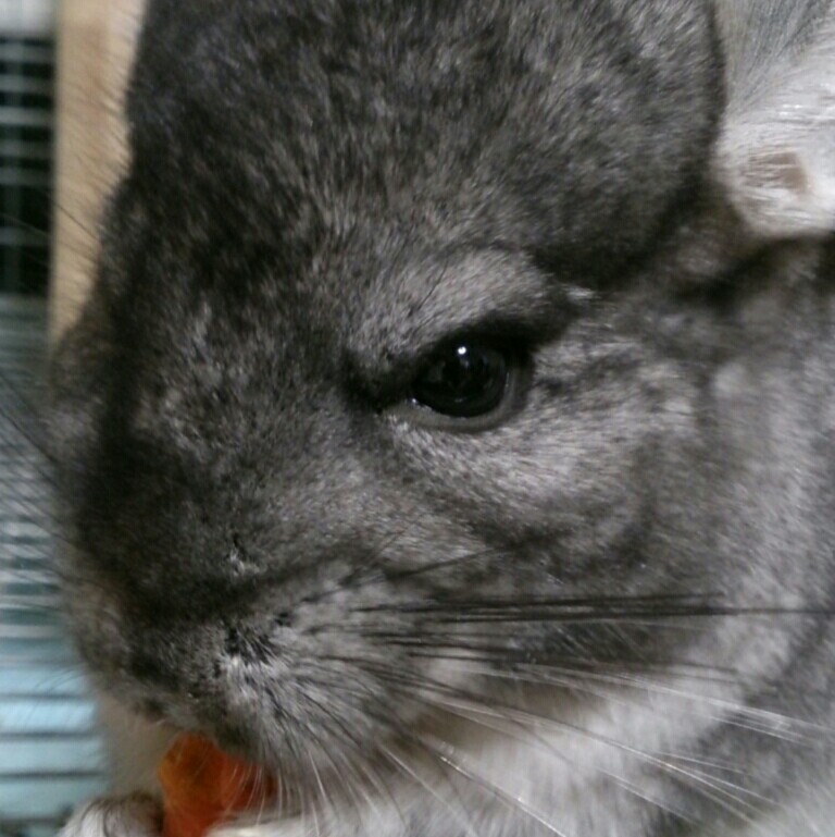 こにさき