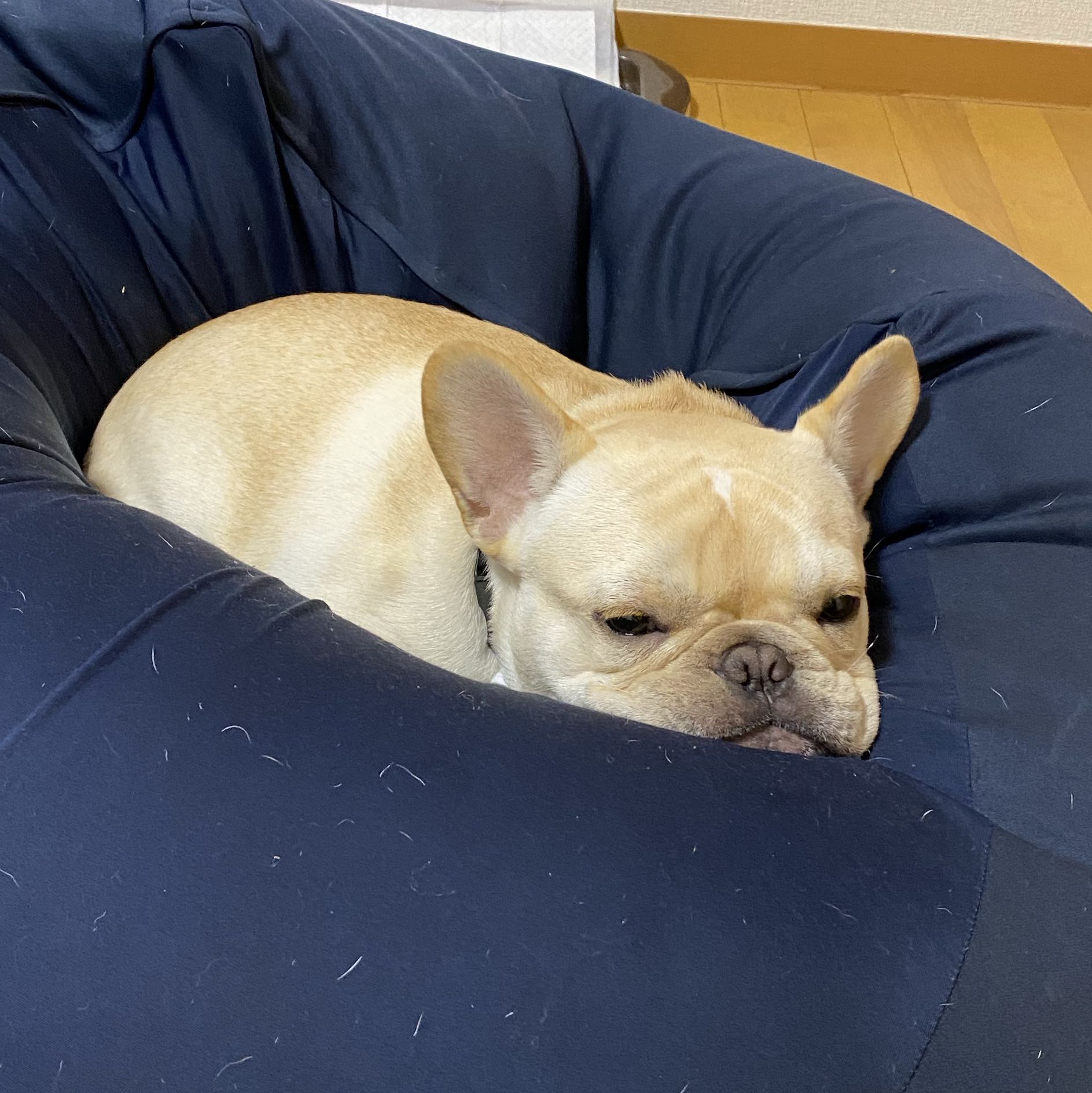 ぷく