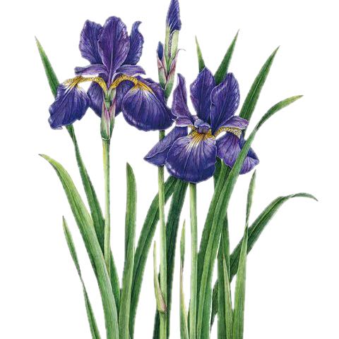 IRIS