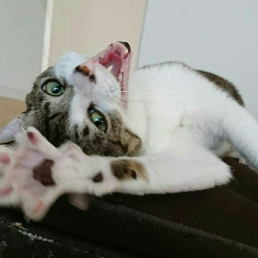 あみ♪すきま