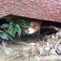 catytchen