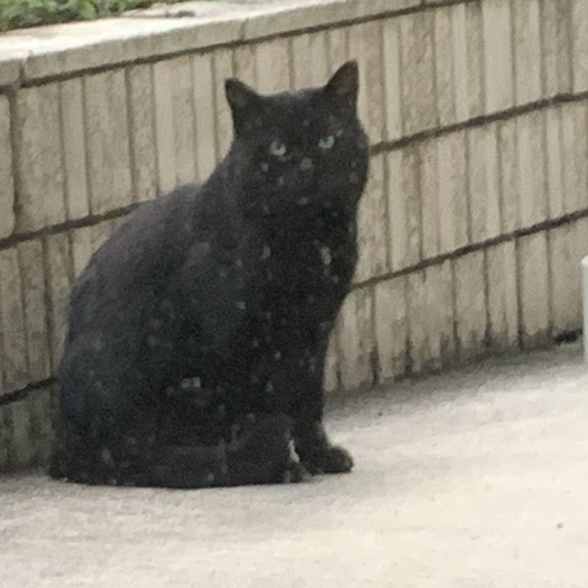 ひさりん