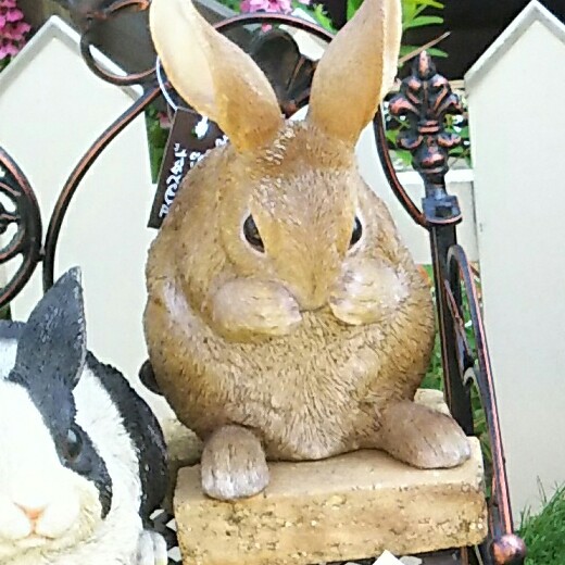 うさぎ