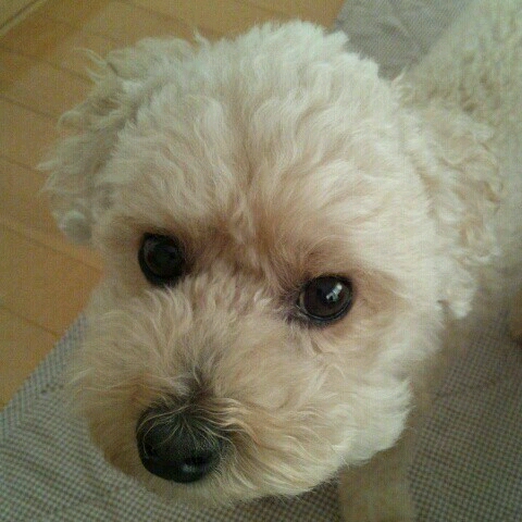 LICA