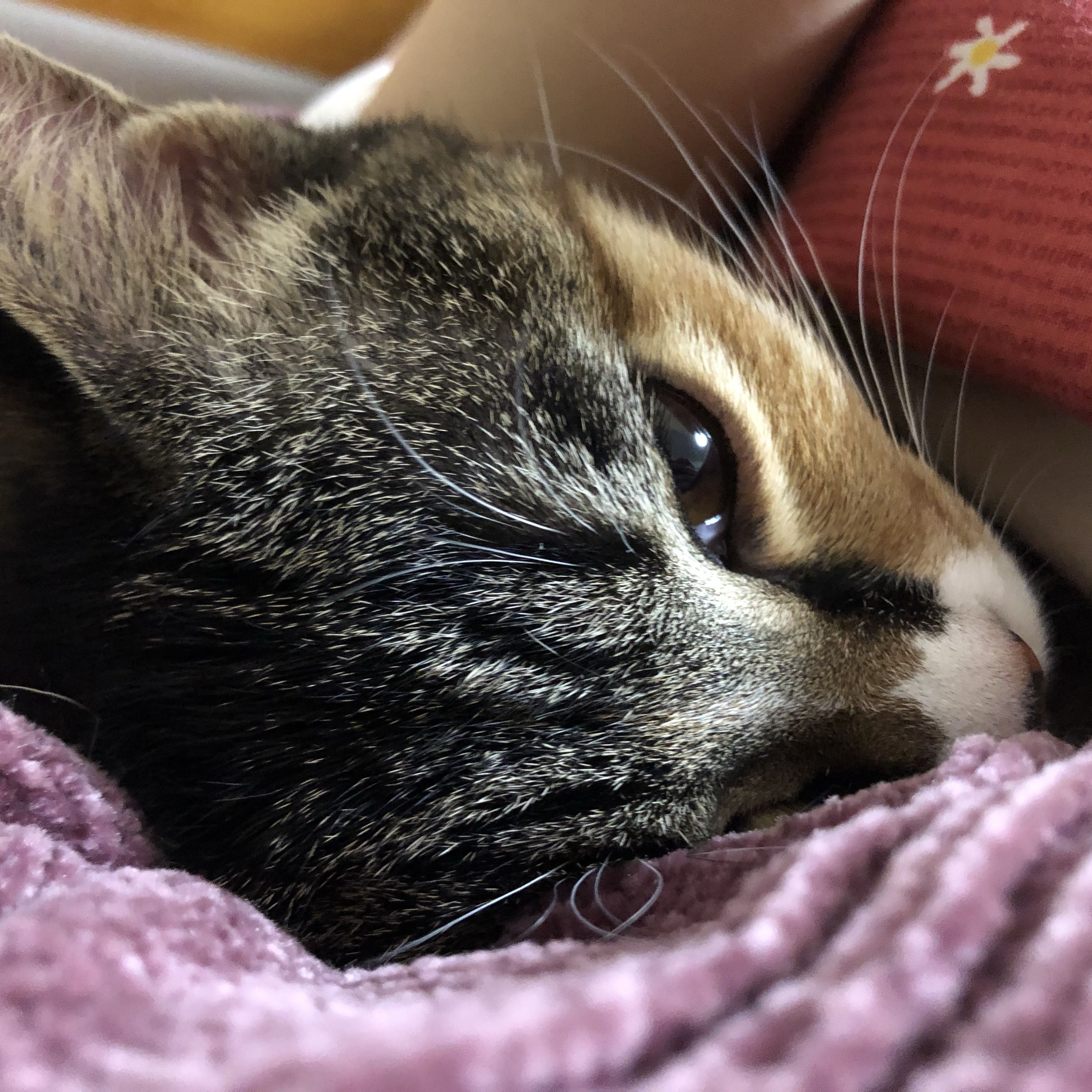 まてゃ