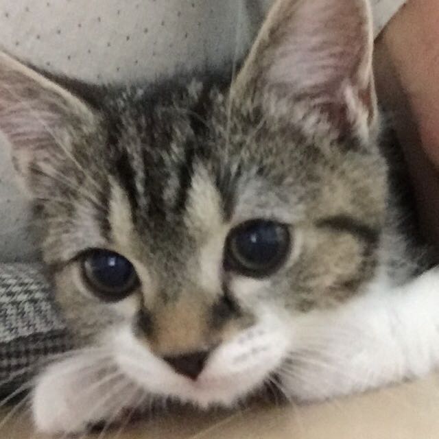 MI