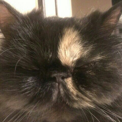 あわぞう
