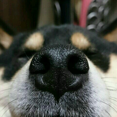 でみ