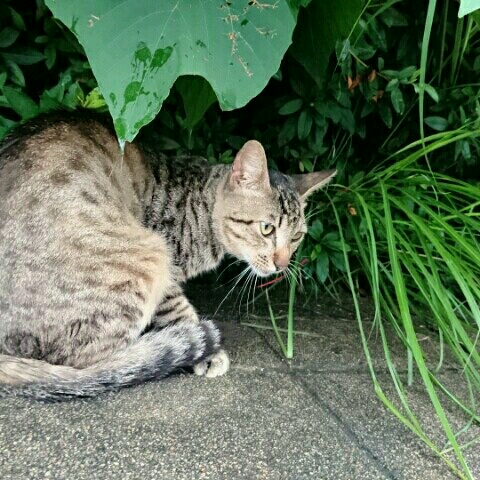 猫背