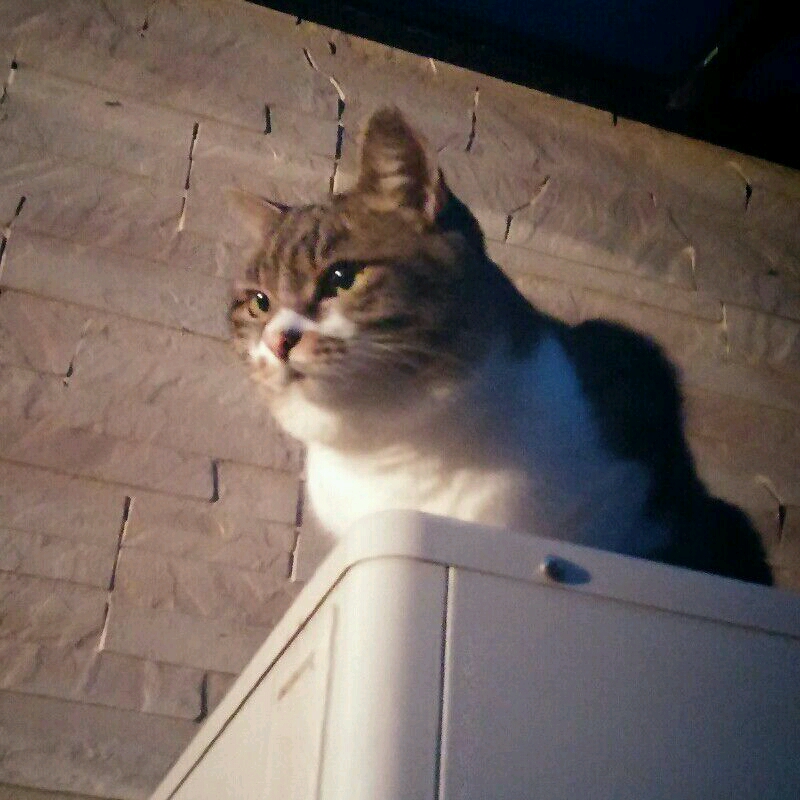 ほや みさき