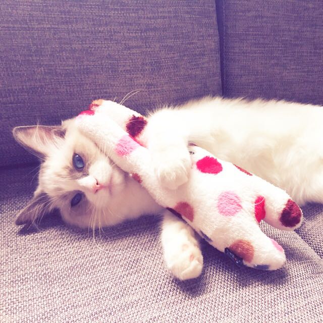 さちゅ