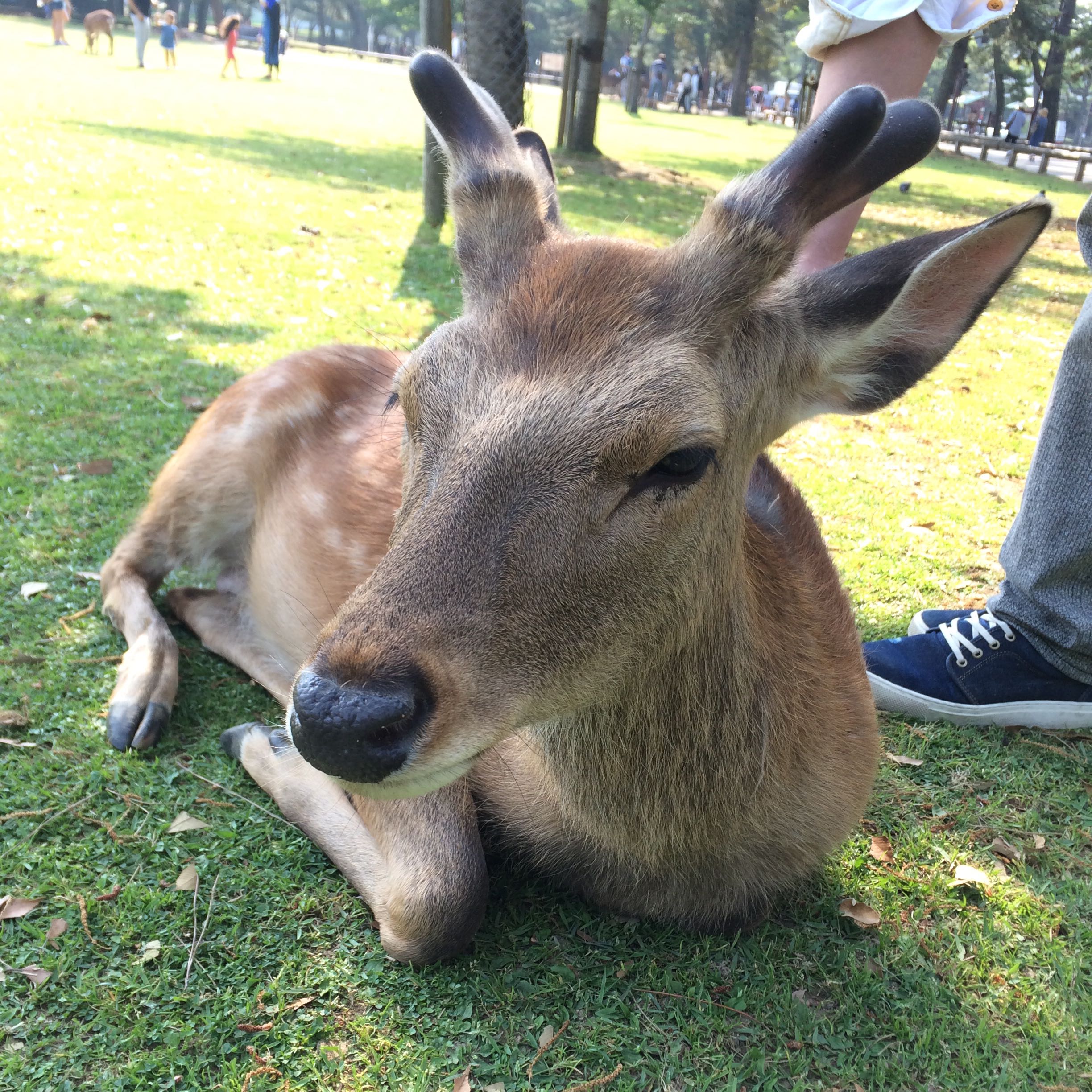 きき