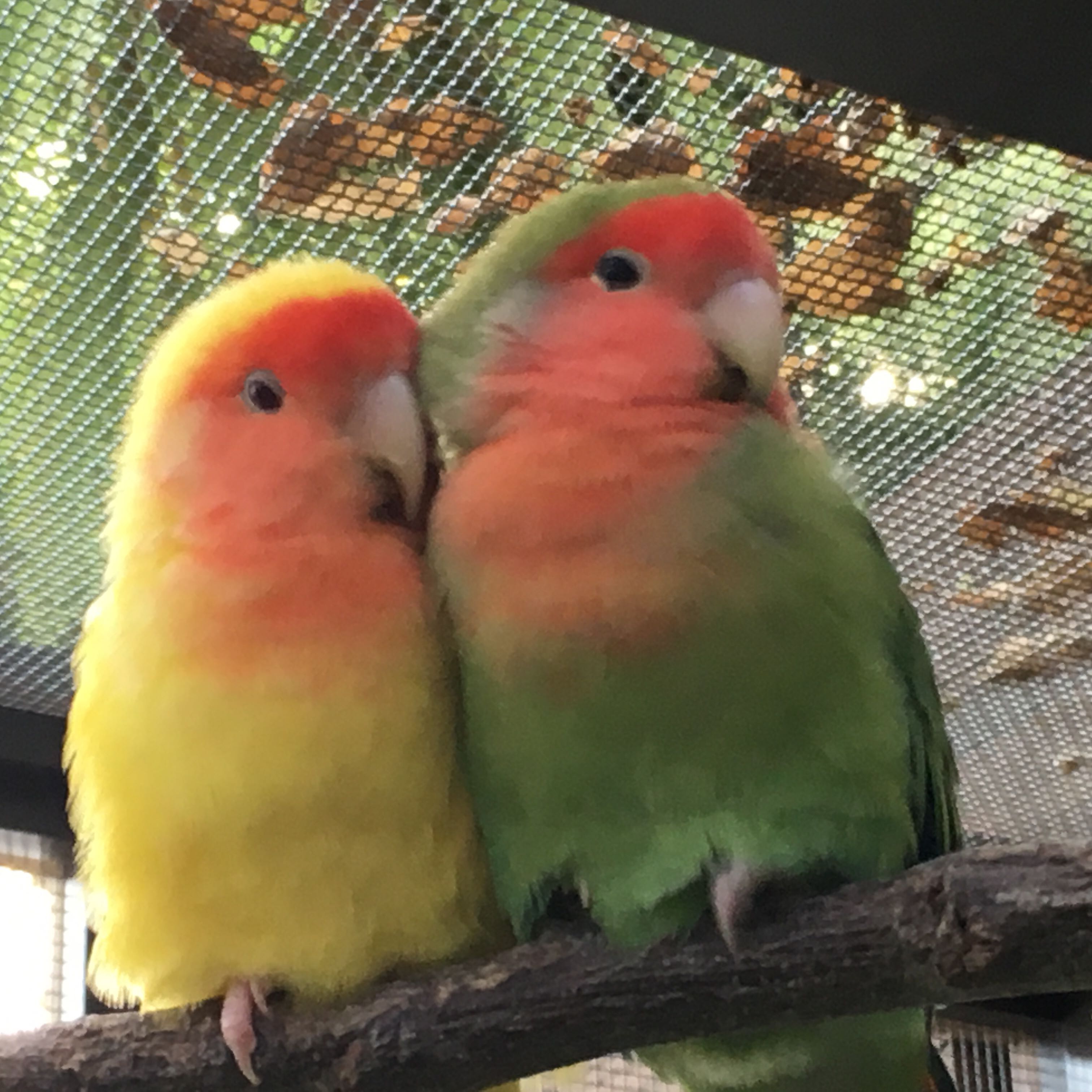 きょうへい