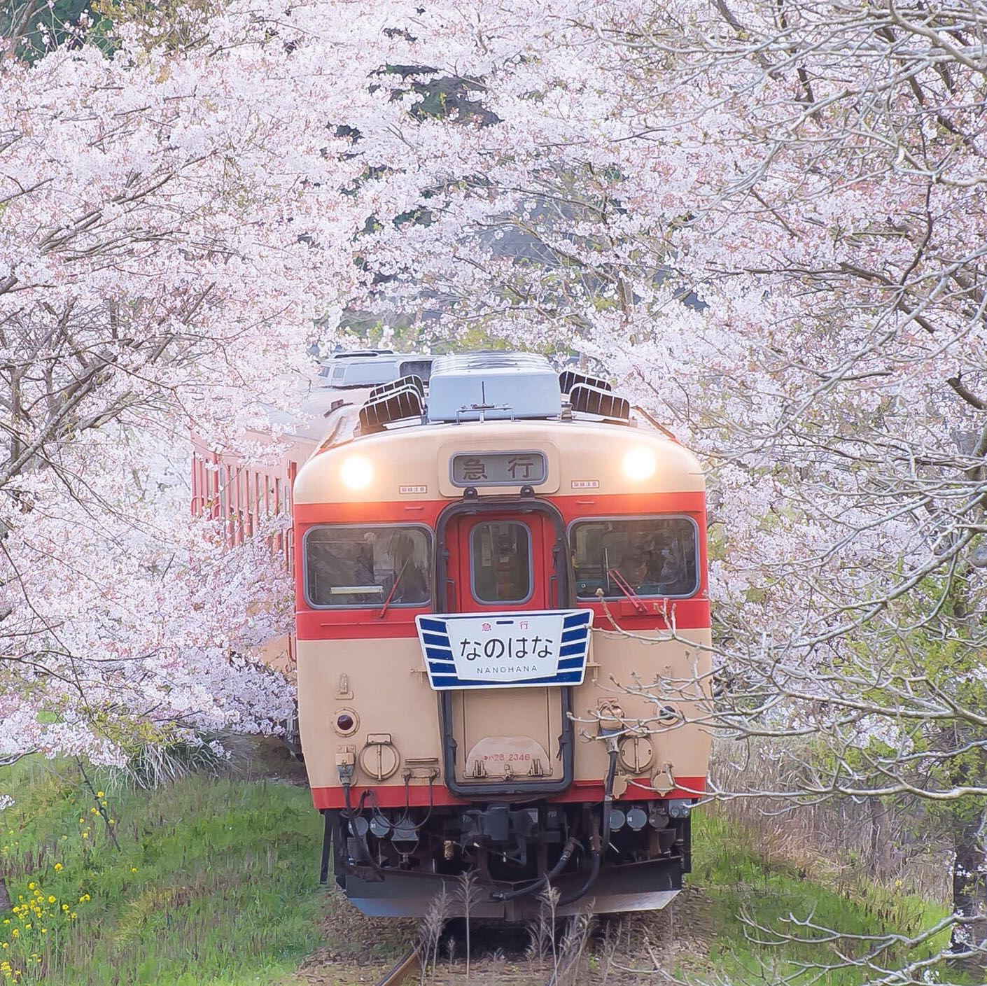 ぽん