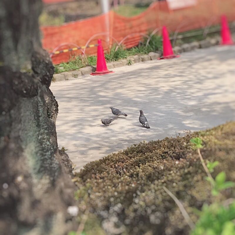 まもむ