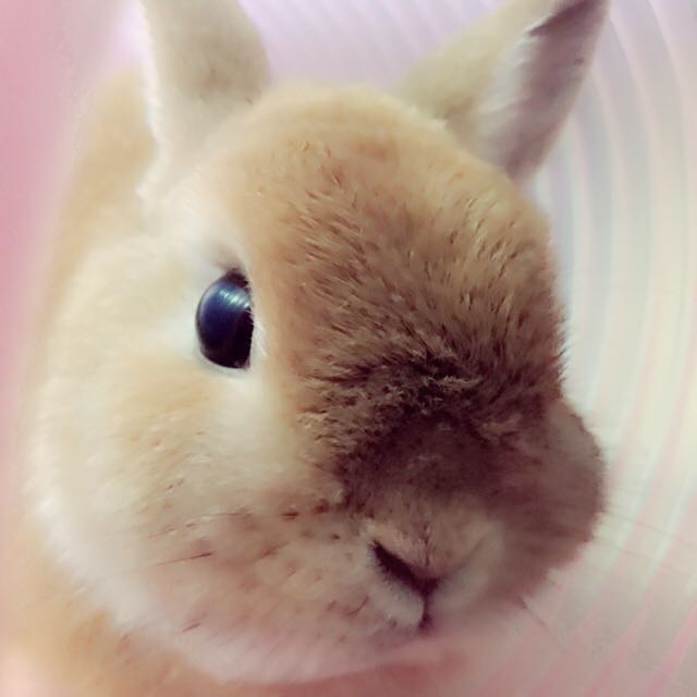 こたろう
