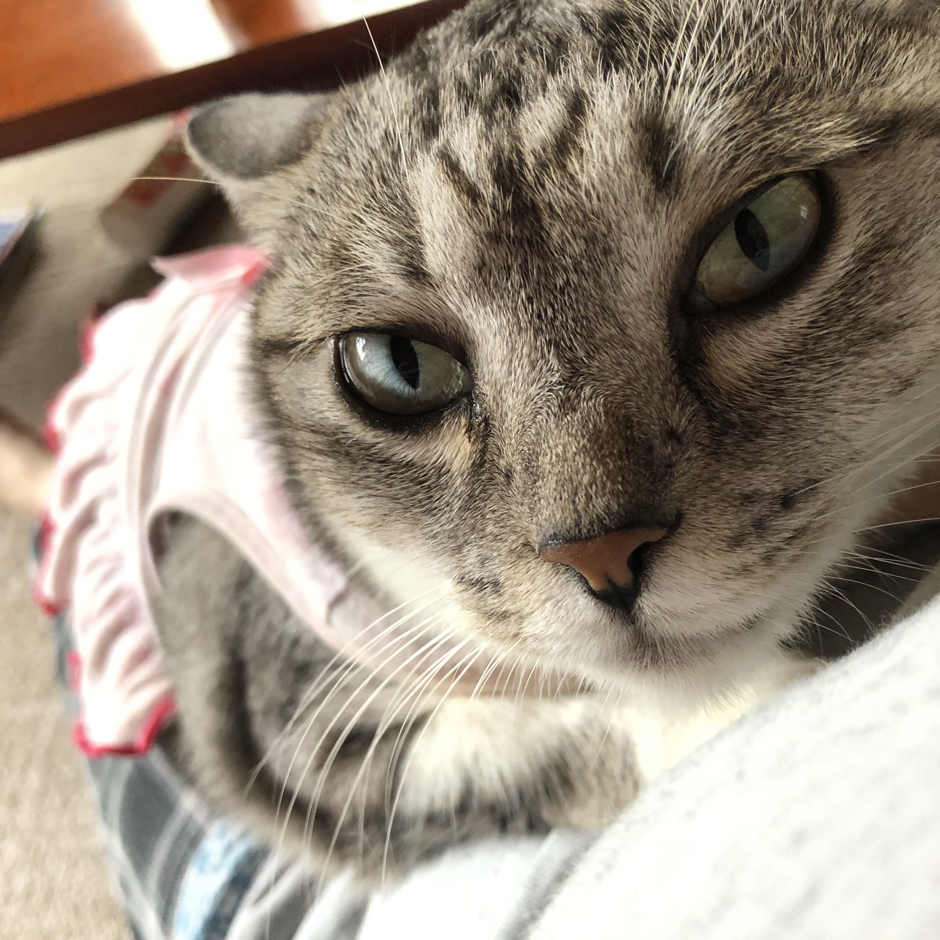 みー