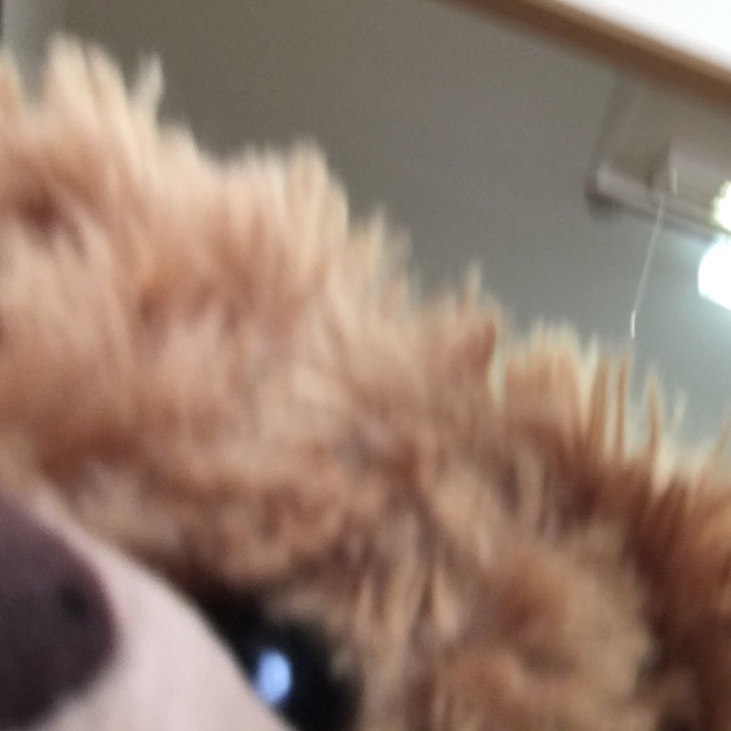 くまざわ