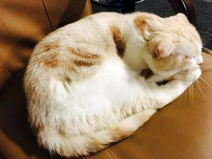 だんご