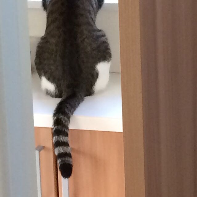 ちょも