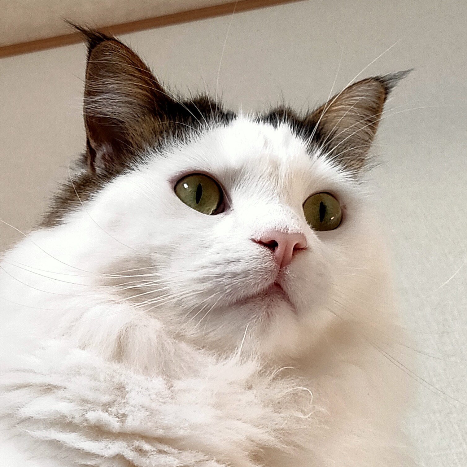 ろん