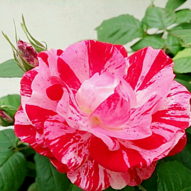 さえこ