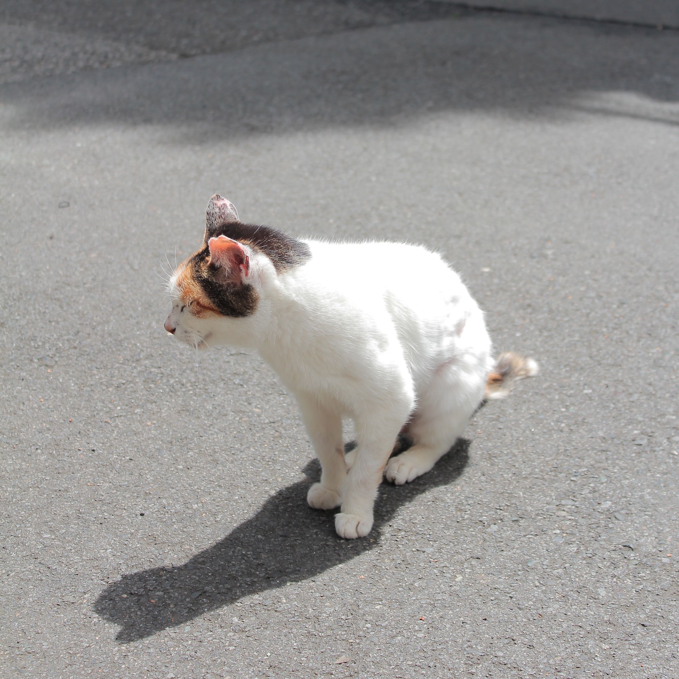 めこ